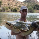 Meervalvissen op de Ebro