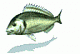 Shad07